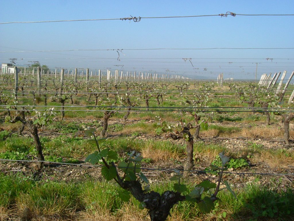 Vins gris Coteaux du Vendômois