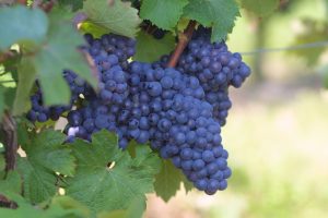 Vins gris Coteaux du Vendômois