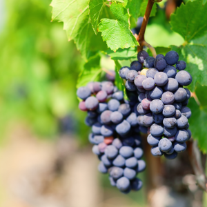 grape gamay vins de Franck Chavy